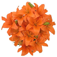Best Flowers Delivery in India